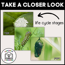 Load image into Gallery viewer, Printable Butterfly Life Cycle Posters