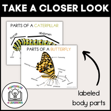 Load image into Gallery viewer, Printable Butterfly Life Cycle Posters