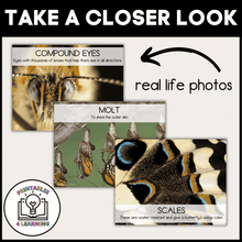 Load image into Gallery viewer, Printable Butterfly Life Cycle Posters