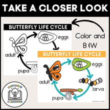 Load image into Gallery viewer, Butterfly Life Cycle Playdough Mats
