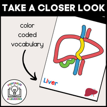 Load image into Gallery viewer, Human Anatomy Playdough Task Cards