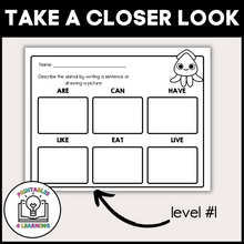 Load image into Gallery viewer, Squid Animal Study for Kids