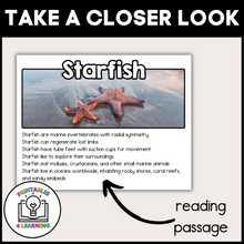 Load image into Gallery viewer, Starfish Animal Study for Kids