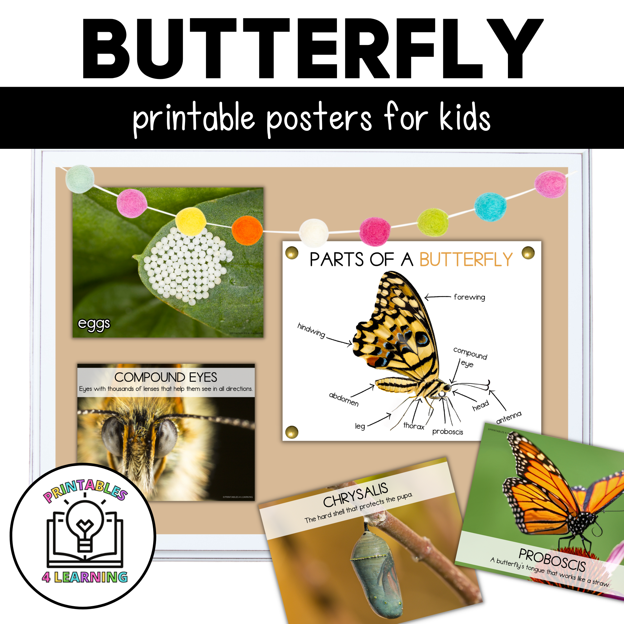 printable-butterfly-life-cycle-posters