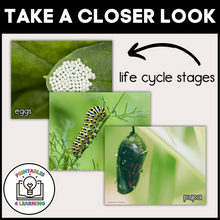 Load image into Gallery viewer, Printable Butterfly Life Cycle Posters
