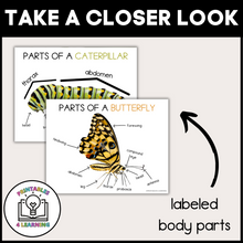 Load image into Gallery viewer, Printable Butterfly Life Cycle Posters
