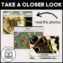 Load image into Gallery viewer, Printable Butterfly Life Cycle Posters
