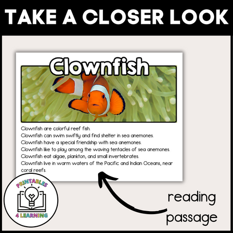 Clownfish Animal Study for Kids
