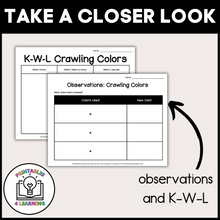 Load image into Gallery viewer, Crawling Colors Science Experiment: Capillary Action Color Mixing
