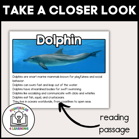 Dolphin Animal Study for Kids