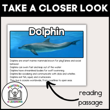 Load image into Gallery viewer, Dolphin Animal Study for Kids
