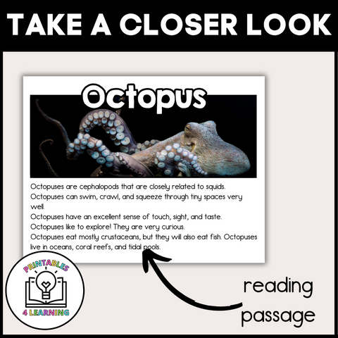 Octopus Animal Study for Kids
