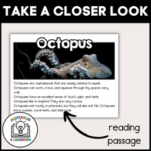 Load image into Gallery viewer, Octopus Animal Study for Kids
