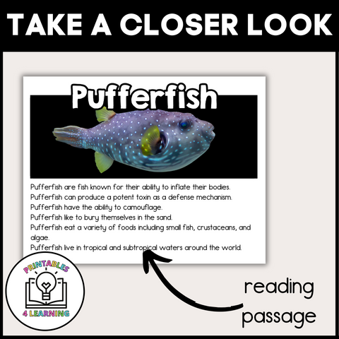 Pufferfish Animal Study for Kids