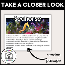 Load image into Gallery viewer, Seahorse Animal Study for Kids
