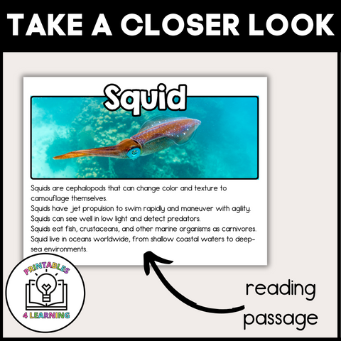 Squid Animal Study for Kids