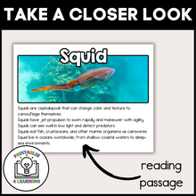 Load image into Gallery viewer, Squid Animal Study for Kids
