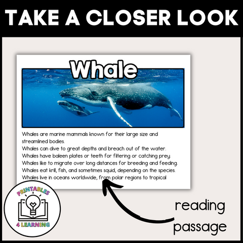 Whale Animal Study for Kids