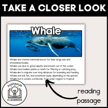 Load image into Gallery viewer, Whale Animal Study for Kids
