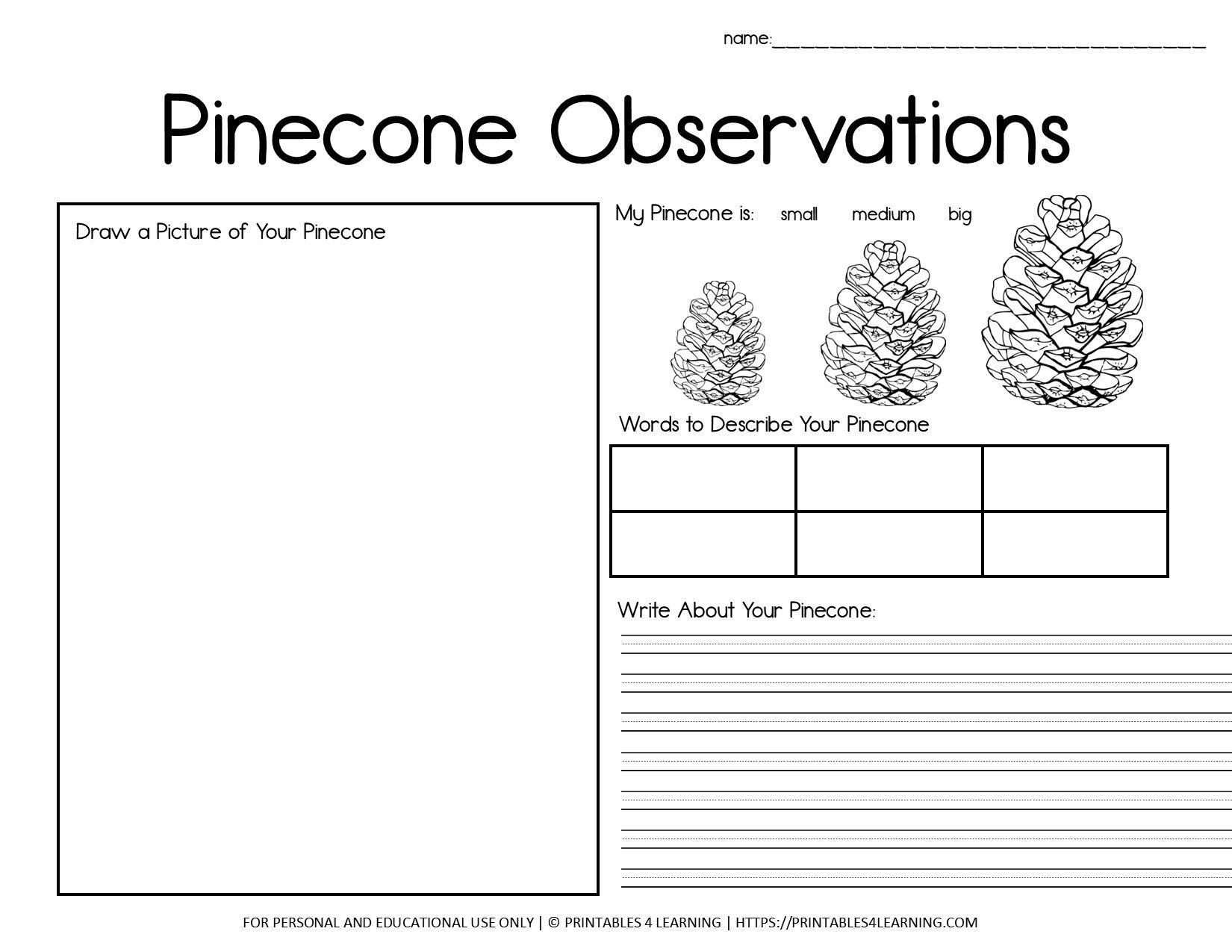 Parts of a Pine Cone Worksheets - Superstar Worksheets